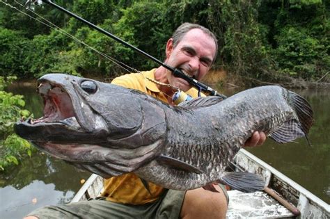 Hoplias aimara, also known as anjumara, traira, trahira, manjuma, anjoemara and wolf fish, is a species of freshwater fish found in the rivers of south america. Image result for wolf fish freshwater | Snakehead fish ...