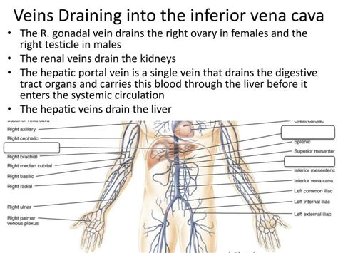 Ppt Major Veins Of The Systemic Circulation Powerpoint Presentation