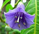 Solanaceae - Wikipedia