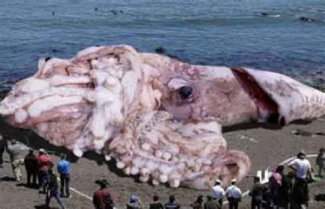 Biggest Giant Squid Ever Found