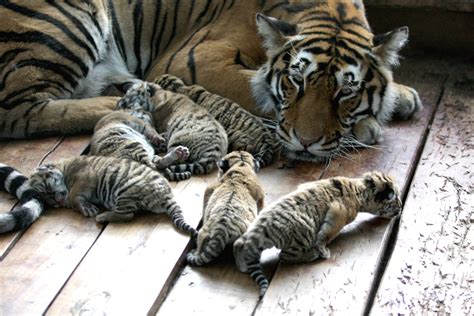 Photos Of Tiger Cubs Popsugar Pets