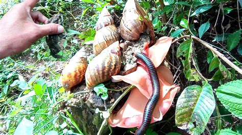 Hunting Snails Cangkang Bekicot Siput Albino Kodok Hewan Kaki