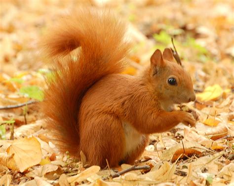 Squirrels Animal Facts And Pictures All Wildlife Photographs