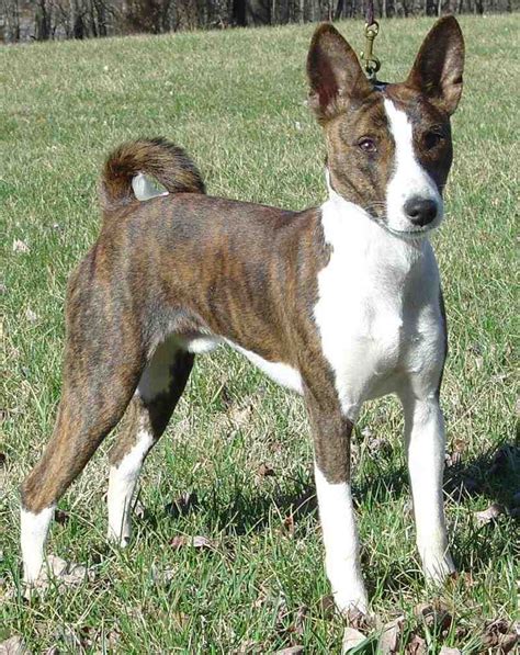 Basenji Info Temperament Puppies Pictures