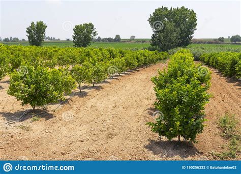 Rows Of Orange Trees Citrus Chinensis Growing On Fruit Plantation Farm