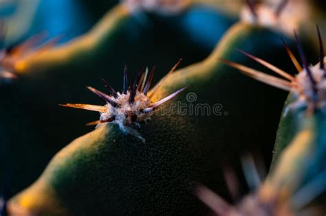 Macro Shot Of Cactus Spines Stock Image Image Of Cactus Detailed