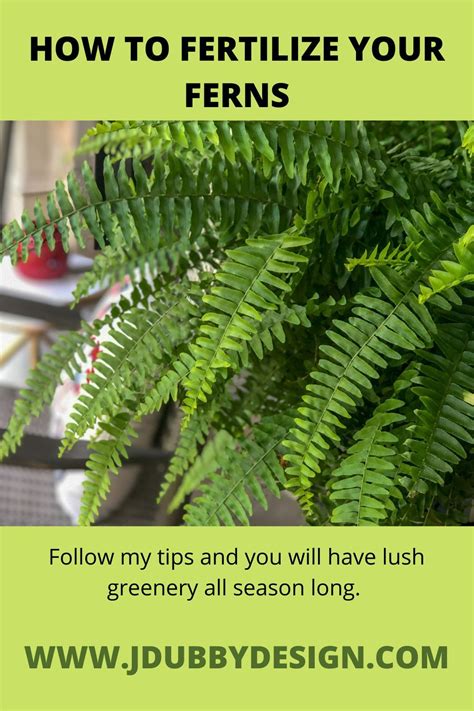 Grow Ferns Indoors A Quick Guide To Adding Greenery To Your Home Artofit