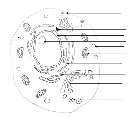 Unlabeled Animal Cell Diagram