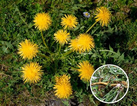 6 Wild Healing Plants You Should Use Preppers Will