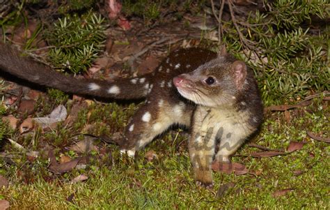 Buy Spot Tailed Quoll Image Online Print And Canvas Photos Martin