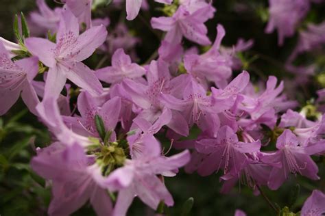 Azaleas Flowers Spring Flowers Free Nature Pictures By Forestwander