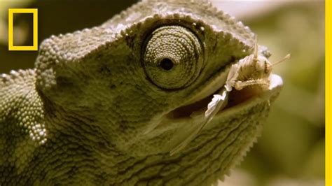 Chameleon Is Hesitant And Indecisive National Geographic Youtube