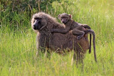 Olive Baboon Facts Pictures And In Depth Information