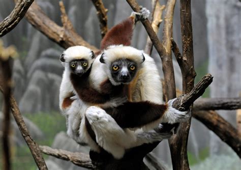 25 Primate Species On Brink Of Extinction Ctv News