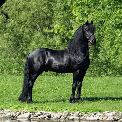 Friesian Horses For Sale Adopt Friesian Horses For Sale Donate Now