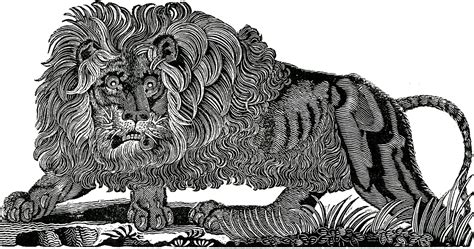 Free Public Domain Lion Image The Graphics Fairy