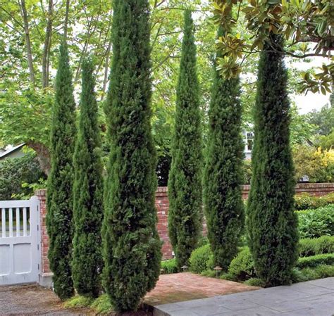 Italian Cypress Tree Facts Cultivars Growth Rate Pictures