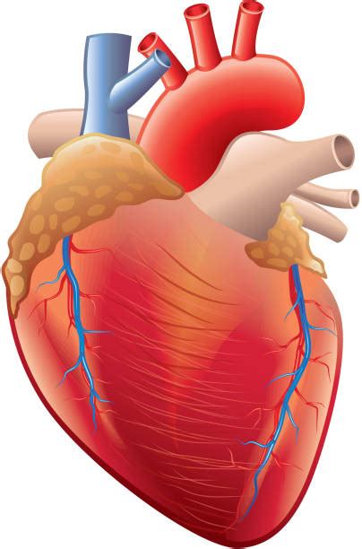Royalty Free Human Heart Clip Art Vector Images