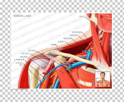 Supraclavicular Lymph Nodes Location