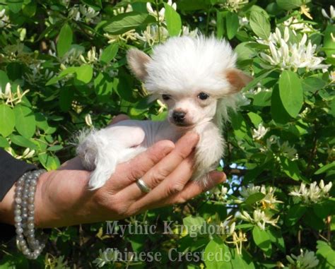 Enter your zip code and then browse all available dogs or narrow down your options by age, breed. World's smallest Chinese Crested and Mi Ki puppies dogs ...