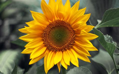 Nature Sunflower Hd Wallpaper