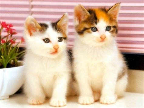 Koleksi gambar kucing comel dan lucu azhan.co. Gambar Kucing Lucu Imut Kumpulan Gambar Animasi Bergerak ...