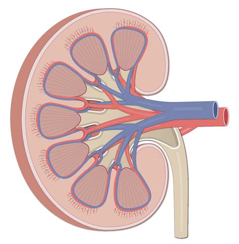 Kidney Gross Anatomy Media Human Bio Media