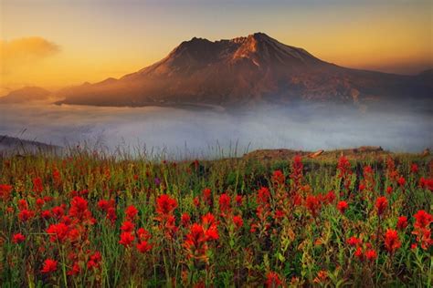 A Beautiful Meadow Of Wildflowers At Mt St Helens Johnson Ridge