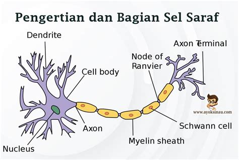 Inspirasi Terkini Sel Saraf Dan Fungsi Hewan Invertebrata