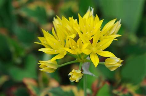 20 Yellow Perennial Flowers For Gardens Uk