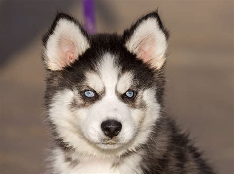 Blue Eyed Siberian Husky Puppy Head 8 Weeks Old Female Headshot With