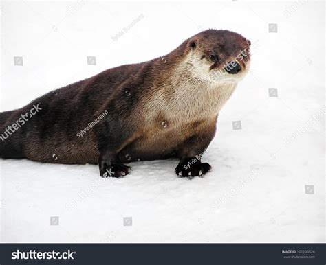 Beautiful North American River Otter Lontra Canadensis Portrait On