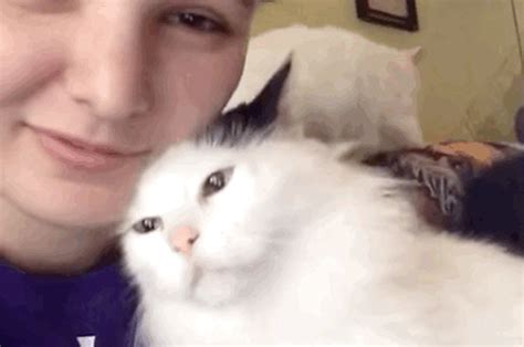 18 Kitties Who Are Totally In Love With Their Humans