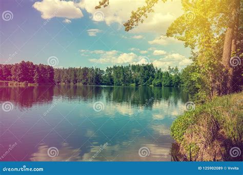 forest on the shore of the lake stock image image of land color 125902089