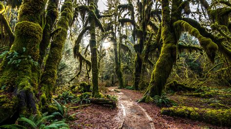 Nature Landscape Forest Trees Covered With Green Moss Forest Trail 3840x2160