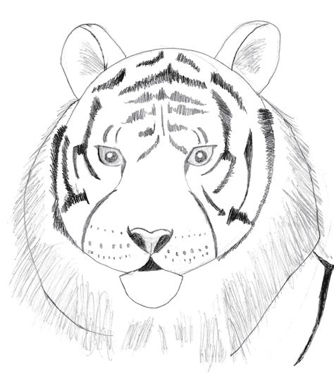 Draw 25 Wild Animals Even If You Dont Know How To Draw Art Starts