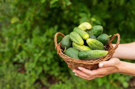 10 Best Heirloom Cucumber Varieties To Grow In Your Garden