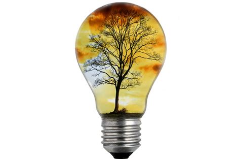 Bulb Light With Tree Free Stock Photo Public Domain Pictures