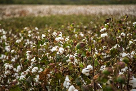 Premium Photo Cotton Field Plantation Texture Background