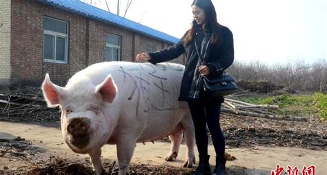 China Is Now Breeding Giant 1100 Pound Pigs Over Pork Shortage