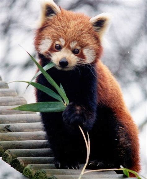 Lista 103 Foto El Panda Rojo Está En Peligro De Extinción Lleno