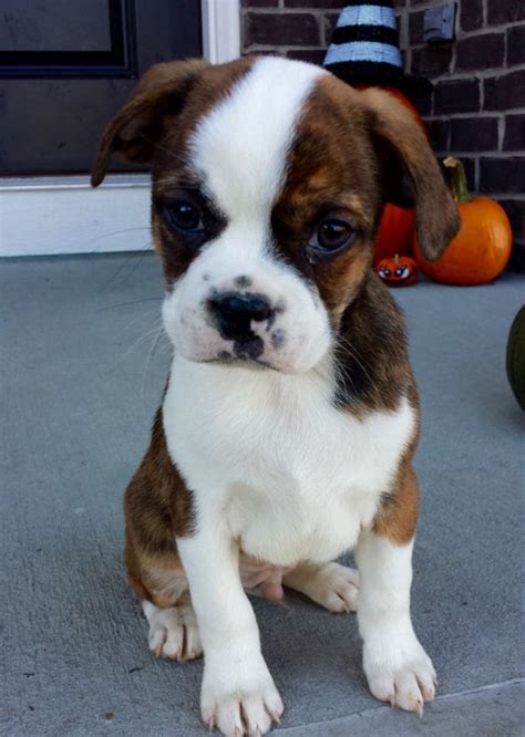 15 Surprising Boxer Cross Breeds You Would Love To Own