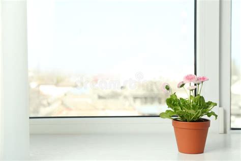 Beautiful Blooming Daisies In Pot On Window Sill Spring Flowers Stock