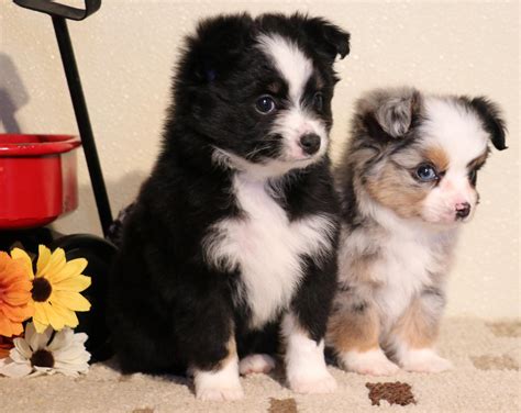 Toy Australian Shepherd Puppies For Sale In Co Toy Aussie Puppies In Co