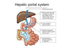 Learn vocabulary, terms and more with flashcards, games and other study tools. The hepatic portal system drains blood from the viscera ...