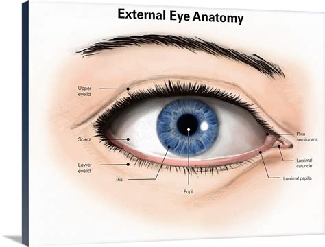 Anatomy Of The Human Eye Labeled