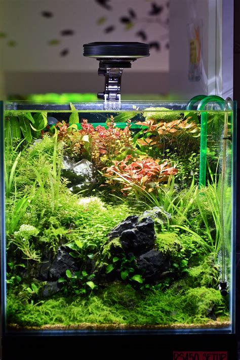 An aquarium is a small ecosystem for your fish and it is important to set it up in an efficient manner, we love let's take a look at some of the smallest freshwater aquarium fish. Beautiful | Aquascape design, Aquarium design, Aquascape