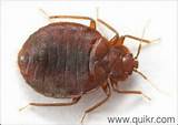 Photos of Treatment For Bed Bugs In Bangalore