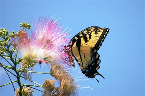 Tiger Swallowtail On Mimosa Birds And Blooms