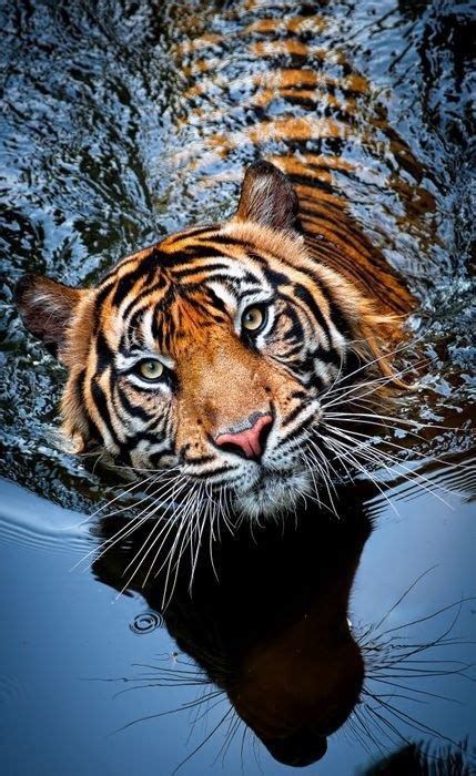 50 Beautiful Wild Animals Cutesypooh Amazing Animals Most Beautiful